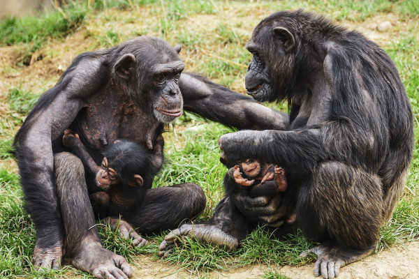 chimpanzees-3707291_1280