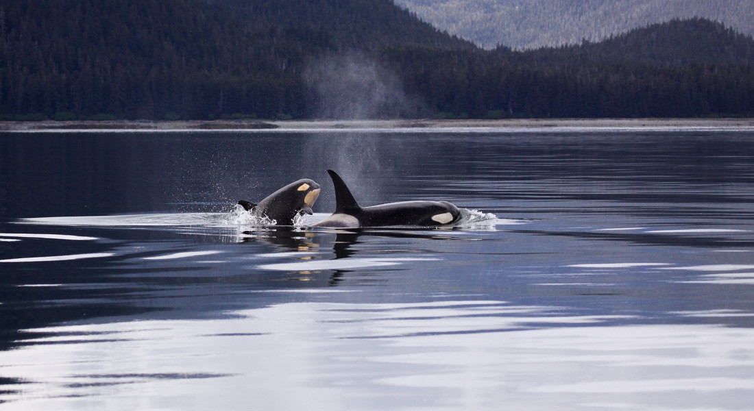 Orca