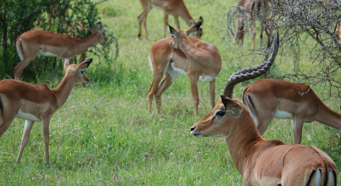 A group of Gazelles