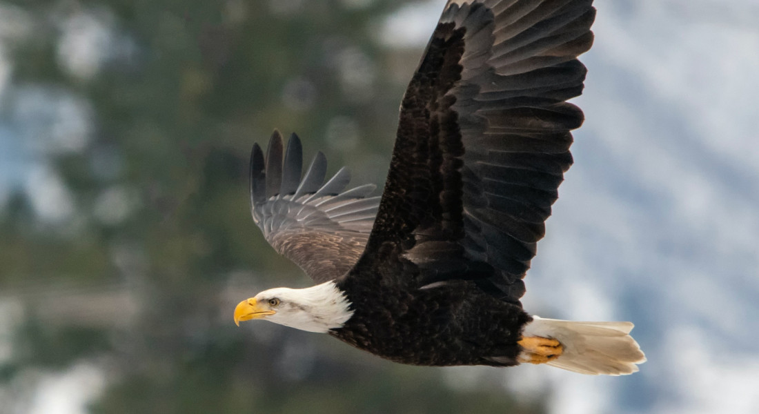 Eagle soaring