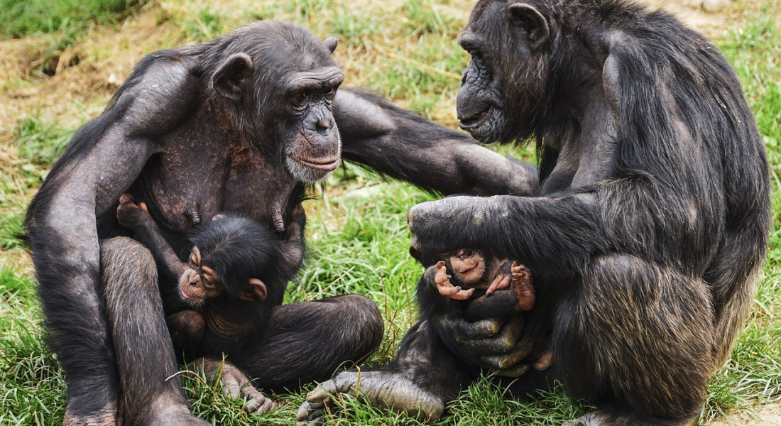 chimpanzees-3707291_1280