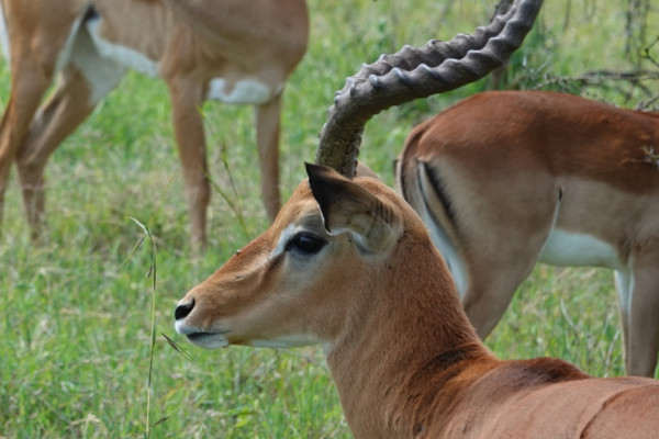 A group of Gazelles