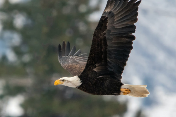 Eagle soaring